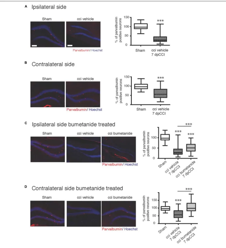 FIGURE 5 | Effect of bumetanide on CCI-induced parvalbumin positive interneuron death