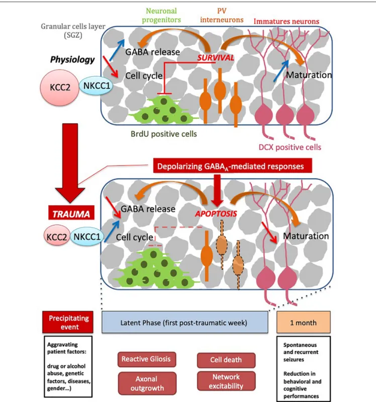 FIGURE 6 | Schematic scheme of TBI time course events. Please note that series of events taking place right and shortly after trauma are sequentially arranged leading to both short and long term consequences leading to decreased cognitive performance.