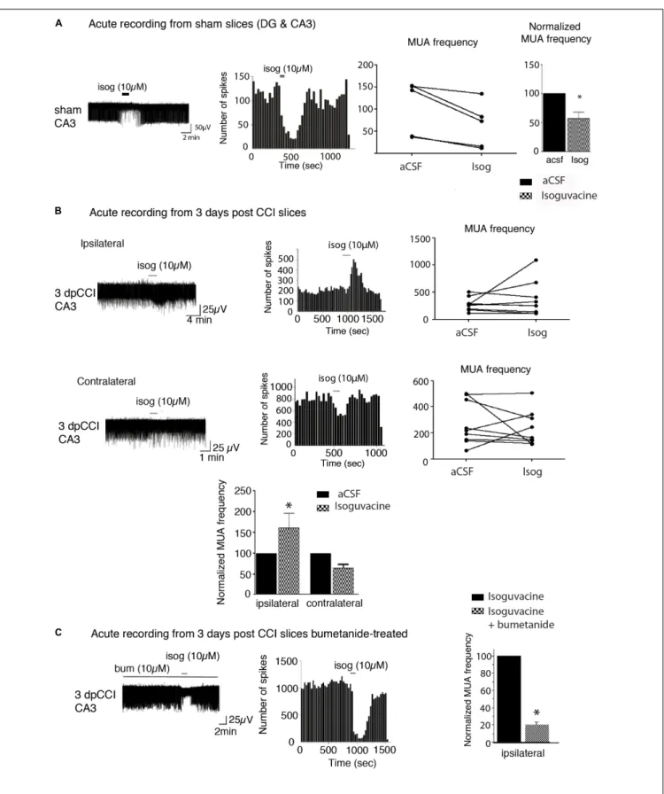 FIGURE 2 | Network activity recording and chloride extrusion efficacy. (A) Effect of isoguvacine (10 µM) on hippocampal networks from ipsi and contralateral hippocampus from sham animals