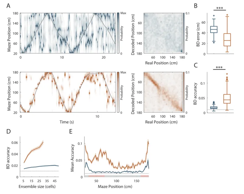 Figure 3. Effect of visual cues on spatial coding resolution at the population level. (A) Left: Color-coded distribution of the animal position’s probability in the virtual track (the reward zones are excluded) computed using a Bayesian decoder (see Materi