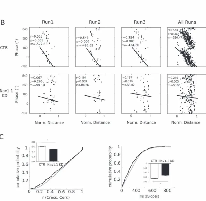 Figure 6. Nav1.1 KD alters place cell θ phase precession. (A) Illustration of place cell firing as the rat crosses its place field (left)