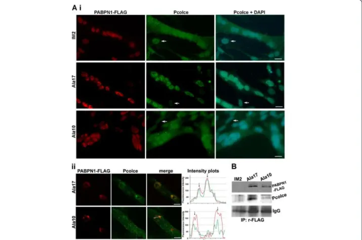 Figure 4 Co-localisation and co-immunoprecipitation of nuclear Pcolce with expPABPN1 in myotube cultures