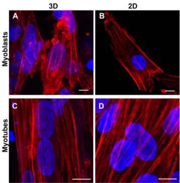 Figure 3. Actin cytoskeleton. Fluorescent phalloidin was used to stain the actin cytoskeleton (in red) in myoblasts (A–B) and myotubes (C–D)