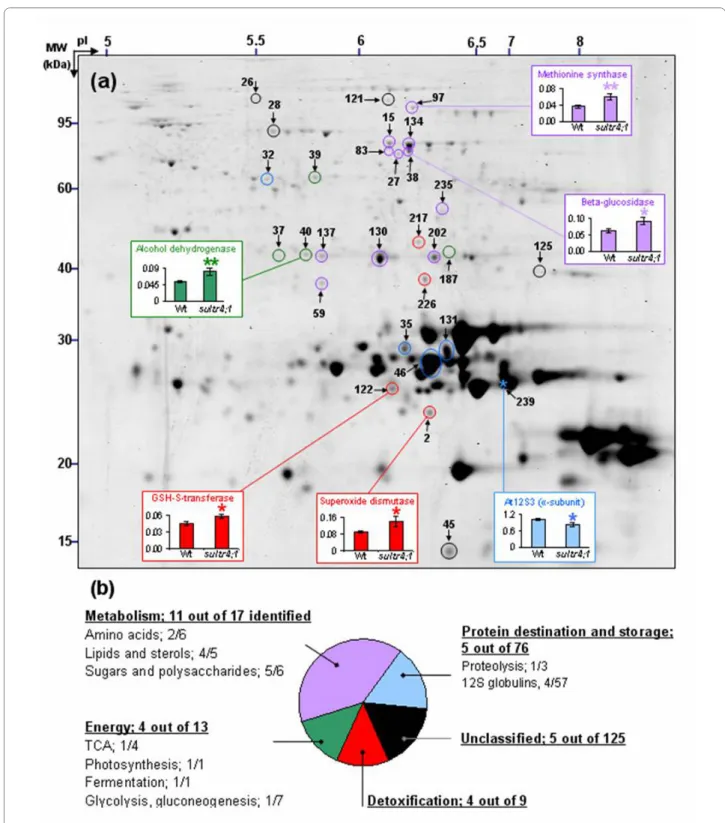 Figure 4 Proteome variations detected in mature seeds of Sultr4;1. a) A representative proteome map from mature Arabidopsis seeds is shown