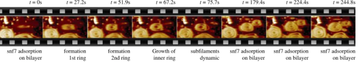 Figure 3. HS-AFM movie frames showing how Sn7, the major polymerizing component of ESCRT-III, assembles as a flat spiral disk on flat lipid membranes