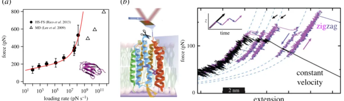 Figure 5. High-speed force spectroscopy. (a) DFS of titin I91 domain unfolding from HS-FS experiments [43] and MD simulations (open triangles, [103])