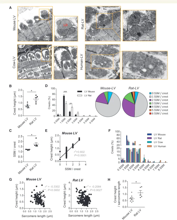 Figure 2 CM lateral surface crest relief in LV differs among adult mammalian species. (A) TEM micrographs showing representative CM surface crest relief and associated SSM from mouse-, rat-, cow-, or human-LV (Patient 6)