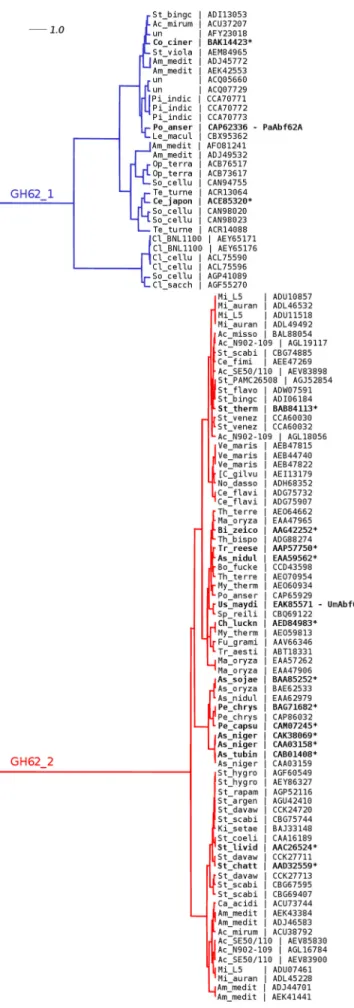 FIGURE 1. Phylogenetic tree of the GH62 family. Cladogram highlighting the relative position of protein sequences identified by an abbreviation of the species name and a reference public database accession number