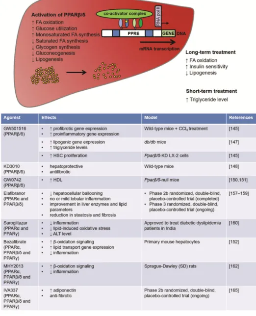 Figure 4. Overview of research findings regarding PPARβ/δ in hepatic metabolism, and the  contrasting effects of various PPARβ/δ agonist treatments in pre-clinical models