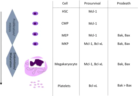 Figure 1. Summary of megakaryopoiesis and current knowledge on the role of the Bcl-xL/Bak axis  during megakaryopoiesis