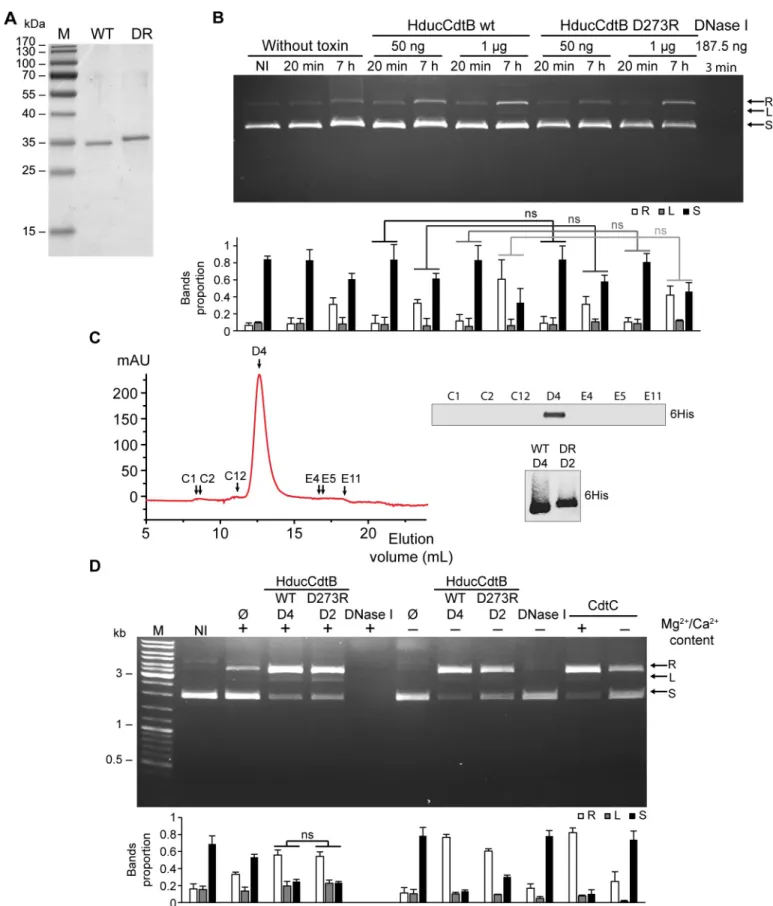 Fig 3. Wild-type or mutant HducCdtB proteins purified under denaturing conditions present a similar plasmid digestion activity