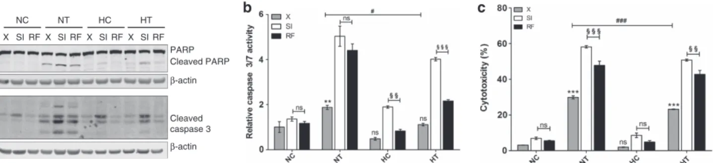 Figure 6 JNK promotes cell survival against taxol-induced cell death. MDA-MB-231 cells were untransfected (X) or transfected with 25 nM of JNK1 and 25 nM of JNK2 siRNA (SI) or negative control RF siRNA at 50 nM (RF) for 24 h