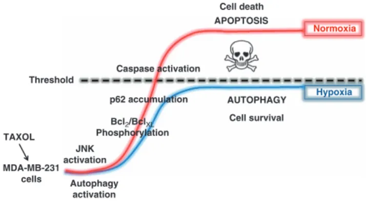 Figure 8 Schematic representation of the lower sensibility of MDA-MB-231 cells against taxol induced cell death under hypoxia