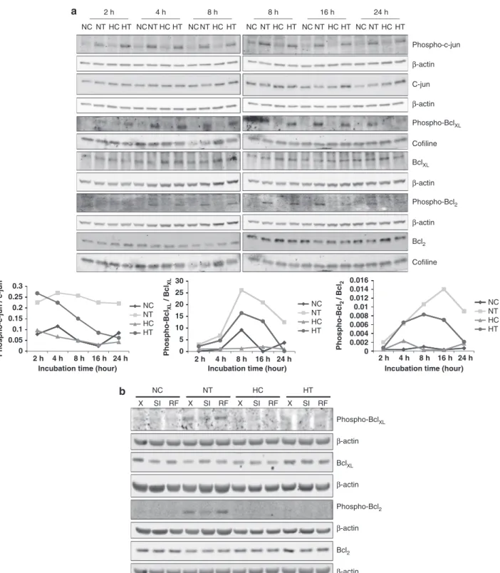 Figure 5 JNK-dependent phosphorylation of c-jun, Bcl 2 and Bcl XL is induced by taxol but decreased after long incubation time under hypoxia