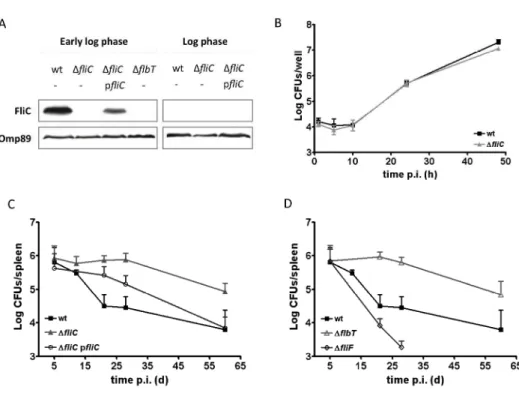 Fig. 1. Flagellin-deficient B. melitensis mutants infect macrophages in vitro with the same kinetics as wt  bacteria but show enhanced persistence in mice