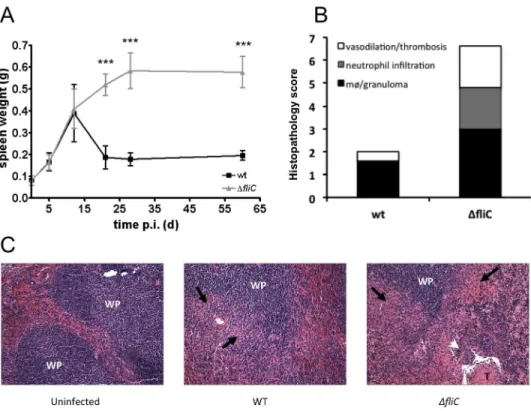 Fig. 2. Enhanced persistence of B. melitensis ∆fliC in mice is associated with increased pathology