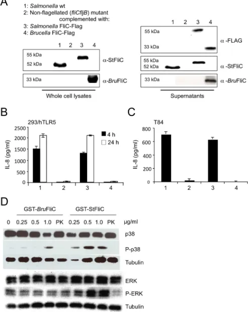 Fig. 4. Brucella flagellin lacks TLR5 agonist activity.  