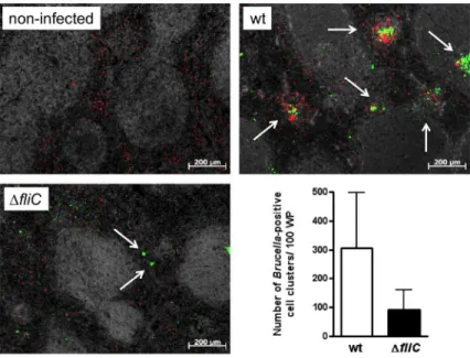Fig. 8. The distribution of Bru-positive cells is different in the spleen of mice infected by the ∆fliC mutant,  compared to wt infection