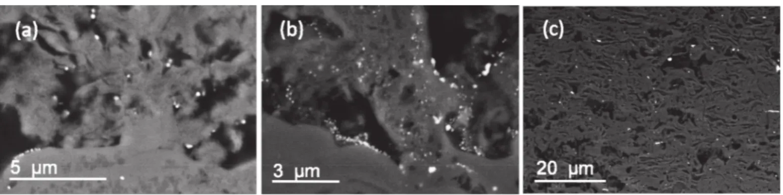 Fig. 4. SEM images of respectively cross sections and top surfaces of Hap (a, e), Ag/Sr-Hap (b, f), Hap+[Ag + ]/[Sr 2 + ] (c, g), Hap+Ag NP +[Sr 2 + ] (d, h) coatings at x500 magniﬁcation.