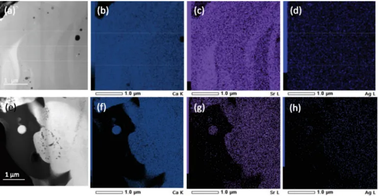 Fig. 6. STEM micrograph of Hap+[Ag + ]/[Sr 2 + ] (a) and Ag/Sr-Hap (e) coating cross-section and respective EDS mapping of Ca (b-f), Sr (c-g) and Ag (d-h).