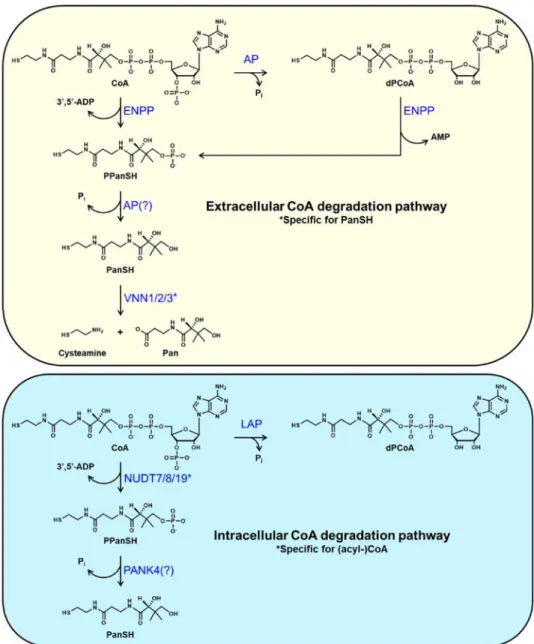 Figure 1. Extracellular and intracellular pathways for the degradation of CoA