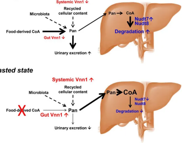 Figure 3. Regulation of extracellular and intracellular degradation pathways for CoA in the fed  and fasted states