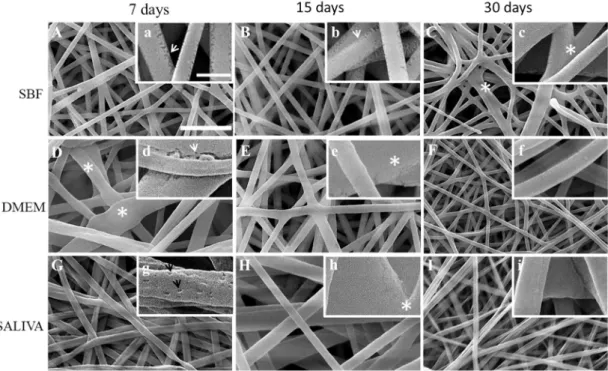 Figure 1. SEM images of control electrospun PLGA nonwoven before in vitro degradation: (A) non- non-irradiated, (B) irradiated (Scale bar: 5 µm) and (C) distribution of fibers diameter (mean value of the  diameters is represented by a square and median val