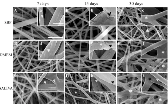 Figure 3. Representative SEM micrographs of irradiated electrospun PLGA after immersion in SBF,  DMEM and saliva for 7, 15 and 30 days