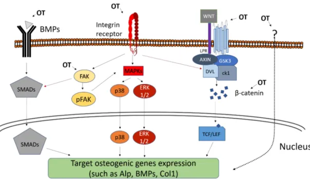 Figure 1. Schematic figure of the topography-induced osteogenesis. Some pathways and proteins are shown to be related to this activation, including MAPK pathway, Focal Adhesion Kinase (FAK) activation, BMPs and the Wnt/b-catenin pathway.
