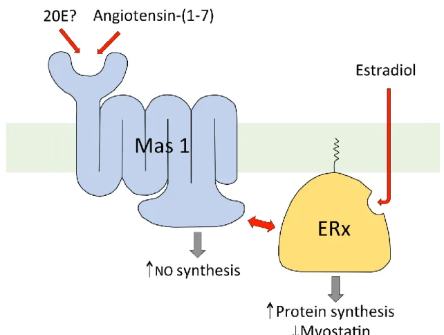 Figure 6. Diagrammatic representation of the proposed mode of action of 20E in the regulation of protein synthesis in  C2C12 muscle cells in vitro ([113])