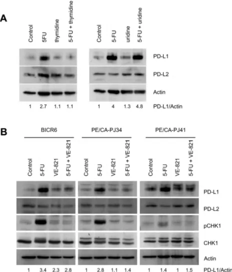 Fig. 3. PD-L1 induction in HNSCC cells is related to the geno- geno-toxic eﬀect of 5-FU.