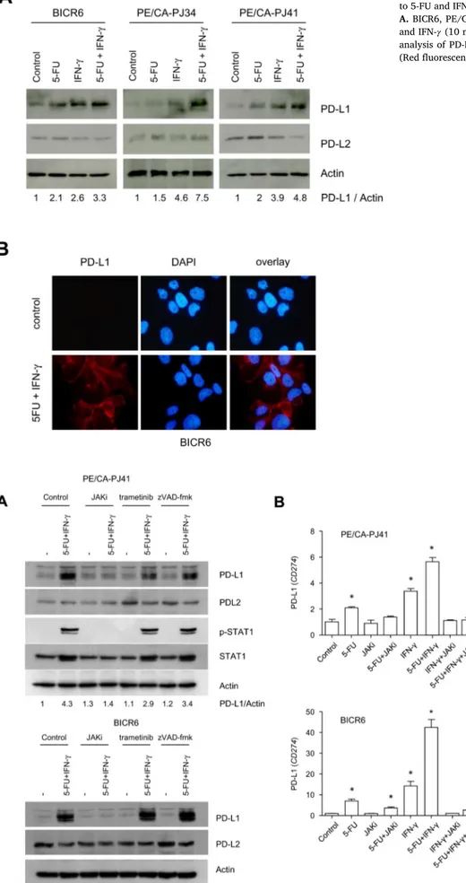 Fig. 4. Expression analysis of PD-L1 upon co-exposure of HNSCC cells to 5-FU and IFN- 