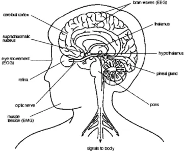 Diagram with the  location of organs and  brain activities during sleep.