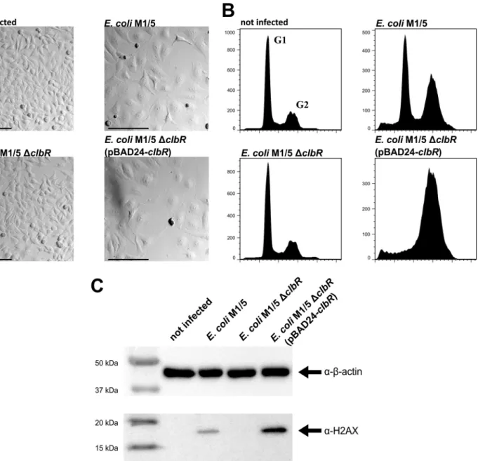 FIG 2 ClbR is a regulator of colibactin expression. (A) HeLa cells were either infected with E