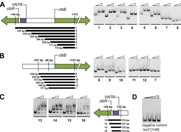 FIG 5 ClbR binds to clbR and clbB upstream regions. To demonstrate ClbR-DNA interactions using EMSA, PCR-generated, digoxigenin-labeled DNA fragments (300 pM) obtained from the upstream region of clbR and clbB, respectively, were incubated with increasing 