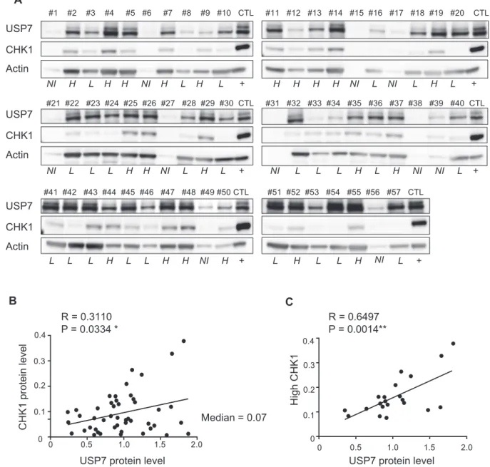 Fig. 4 USP7 and CHK1 protein expression correlate in primary AML samples. a CHK1 and USP7 protein levels were determined by immunoblot and actin was used as a loading control in 46 primary AML samples