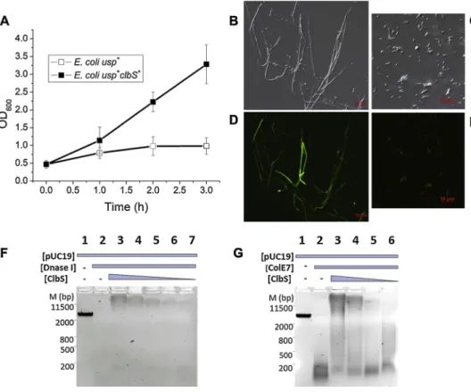 Fig. 2. ClbS protects DNA from deoxyr- deoxyr-ibonucleases. (A) Growth curves of E. coli usp + clbS + (black squares) and E