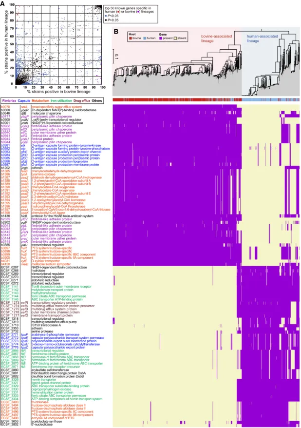 Figure 5. Bovine- or human-associated lineage-specific gene. (A) A scattered plot of gene conservation in the bovine- and human-associated lineages.