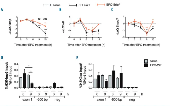 Figure 1. Time course analysis of the effect of a single EPO injection on hepcidin and BMP-SMAD target genes in WT and Erfe –/– mice and analysis of chro- chro-matin modifications at the hepcidin promoter locus 6 and 9 hours after EPO