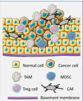 Figure 1. Representation of the tumor microenvironment (TME) with tumor-associated macrophages  (TAMs), mesenchymal stromal/stem cells (MSCs), regulatory T-cells (T-regs), and cancer-associated  fibroblasts (CAFs) infiltrating the tumor