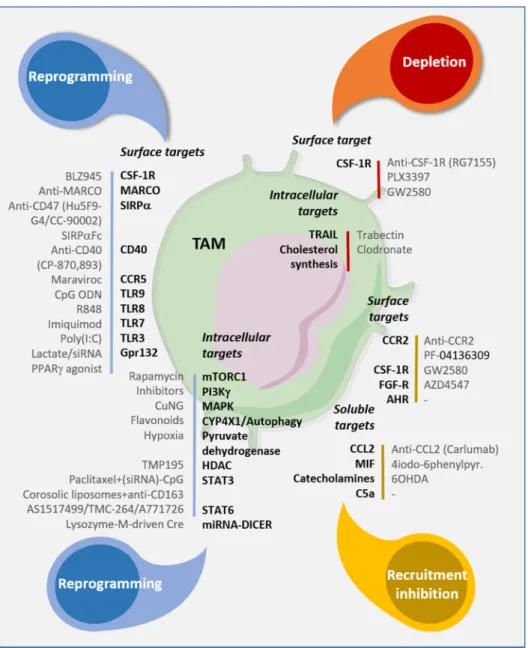 Figure 2. Targeting strategies to reprogram, eliminate, and inhibit TAM recruitment. Antibodies or  molecules available to target surface, intracellular or soluble molecules involved in the phenotype,  functions, and recruitment of TAMs in the TME (as outl
