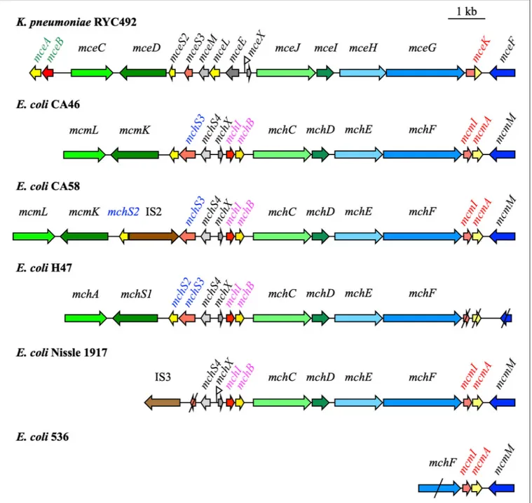 FIGURE 1 | Microcin (Mcc) gene clusters in Klebsiella pneumoniae RYC492, Escherichia coli CA46, CA58, H47, Nissle 1917, and 536 [modified from Massip et al.