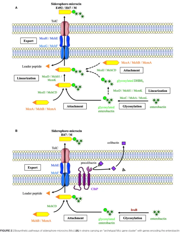FIGURE 2 | Biosynthetic pathways of siderophore-microcins (Mcc) (A) in strains carrying an “archetypal Mcc gene cluster” with genes encoding the enterobactin esterase and glycosyltransferase (B) in E