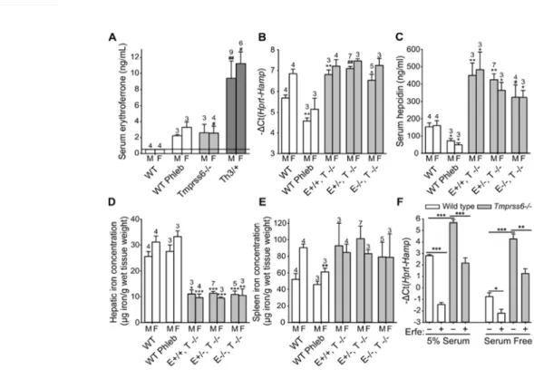 Figure 1: ERFE and Matriptase 2 regulate hepcidin independently. (A) Serum ERFE concentration was  elevated in Tmprss6-/- mice similarly to WT (wild-type) mice 24 hours after phlebotomy, but was lower than 