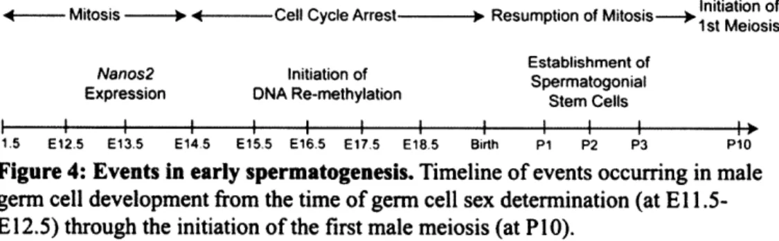 Figure 4: Events  in early spermatogenesis.  Timeline  of events occurring  in  male germ  cell  development from  the time of germ  cell  sex determination  (at El  1.5-E12.5)  through  the  initiation of the  first male  meiosis (at P10).