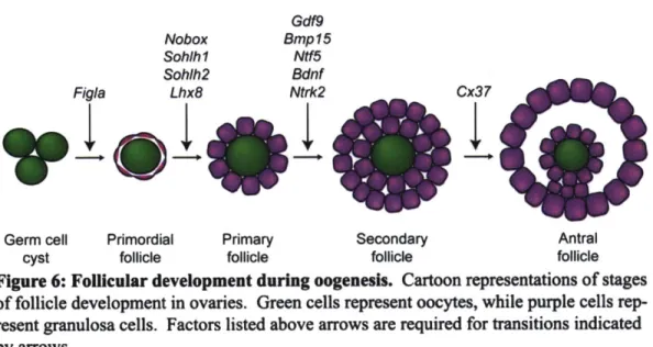 Figure 6: Follicular development  during oogenesls.  Cartoon representations of stages of follicle  development  in ovaries