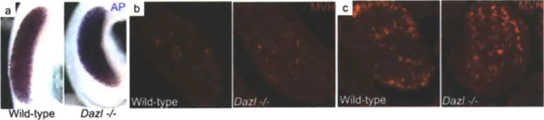 Figure  1:  Dazl is not required for germ  cell  maintenance in C57BL/6  XX embryos.  (a)  Whole-mount  staining  for endogenous  alkaline  phosphatase  activity in wild-type  and Dazl-deficient E14.5  ovary-mesonephros  complexes