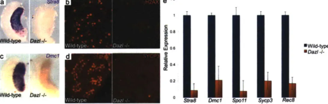 Fig. 3.  Dazl is required for expression  of meiotic  prophase markers in C56BL/6  XX  embryos