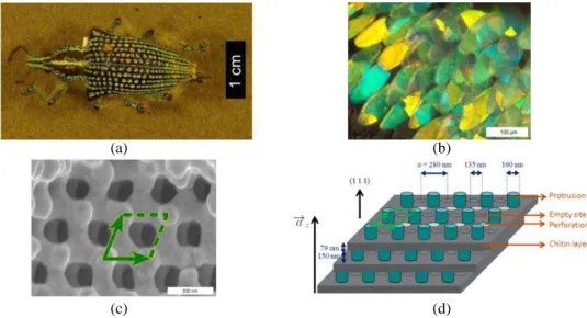 Figure 4: (a) Entimus imperialis is a remarkable example of additive color effect. (b) A photonic polycrystal made of different colorful domains covers its cuticle