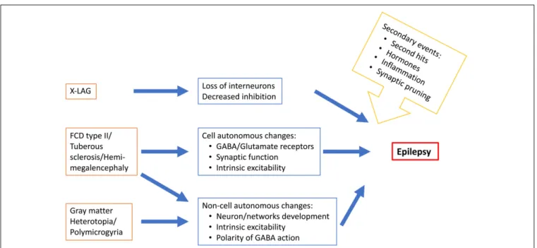 FIGURE 2 | Schematic representation of some MCD-related epileptogenic changes in neurons and neuronal networks.